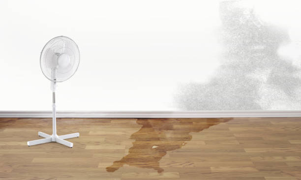 Best Basement water damage restoration  in Mount Olive, MS